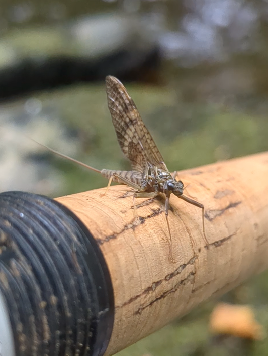 Master-Mayfly-Flyfishing-Tips-Techniques-for-Success  northatlanticfishing.com