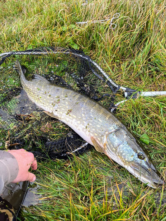 Pike-Fishing-A-Beginner-s-Guide-to-Landing-the-Toothy-Terror  northatlanticfishing.com