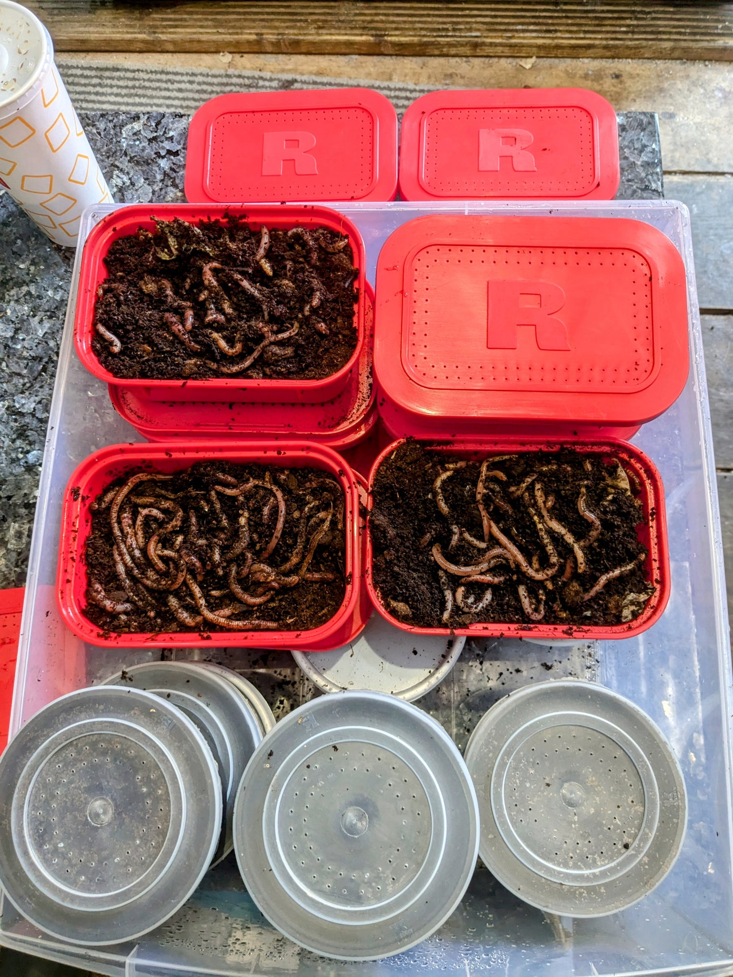 Large Dendrobena Worms - www.nafni.com