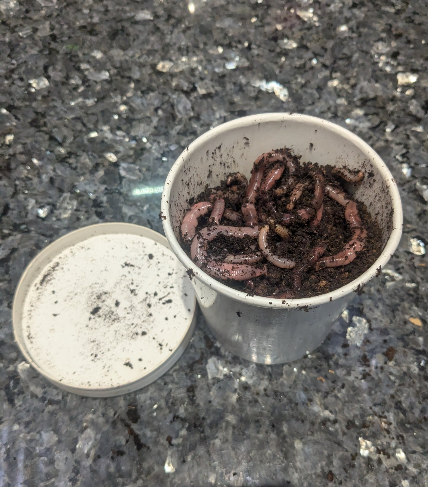 Large Dendrobena Worms - www.nafni.com