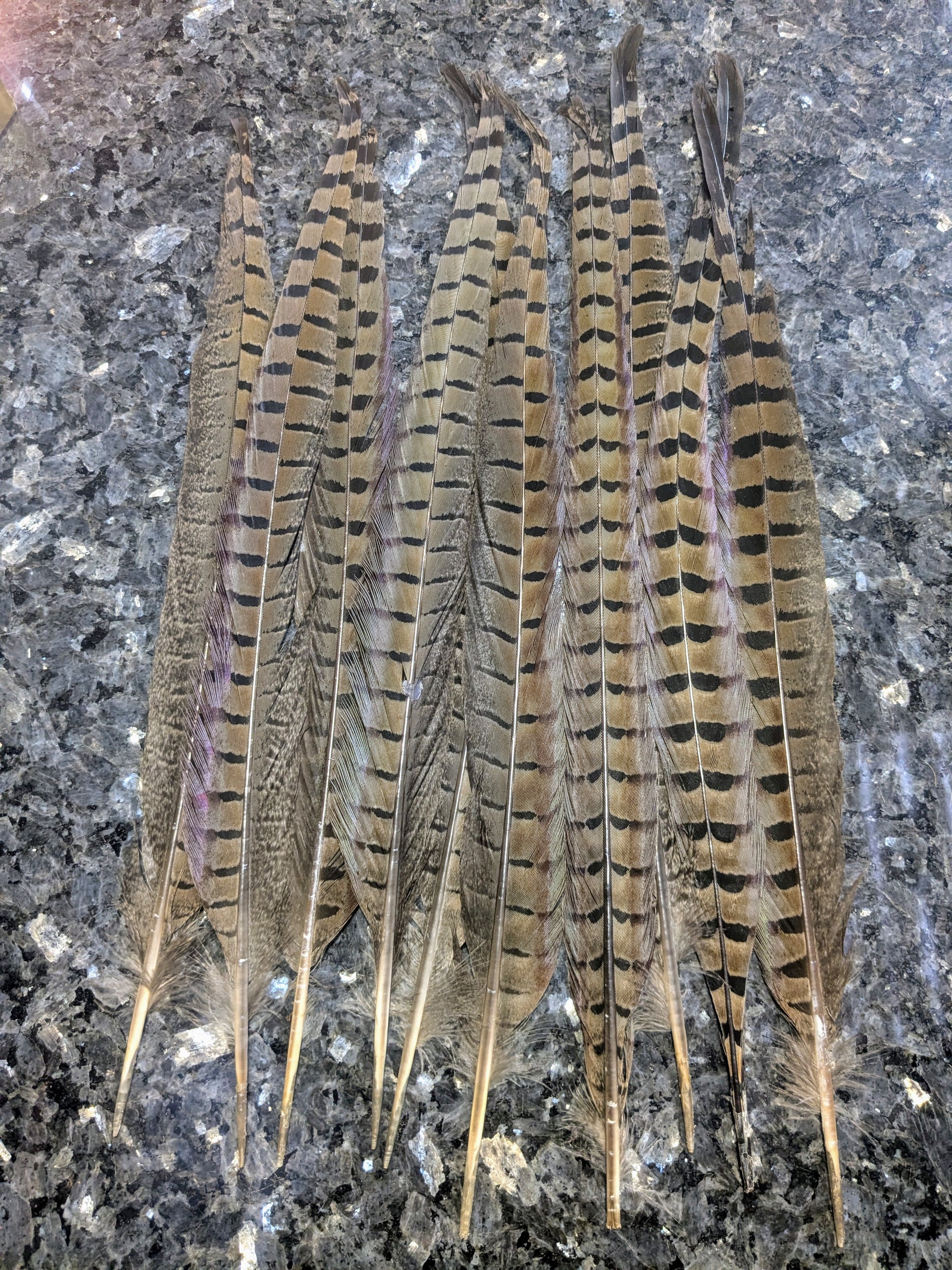 Natural Ringneck Pheasant Feather - www.nafni.com