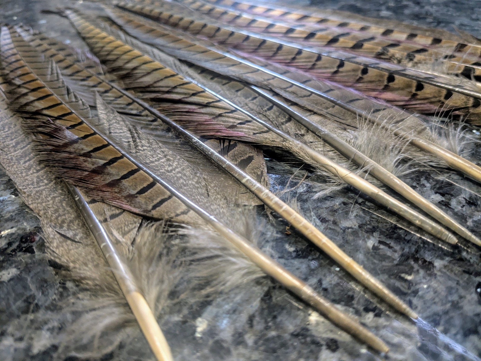 Natural Ringneck Pheasant Feather - www.nafni.com