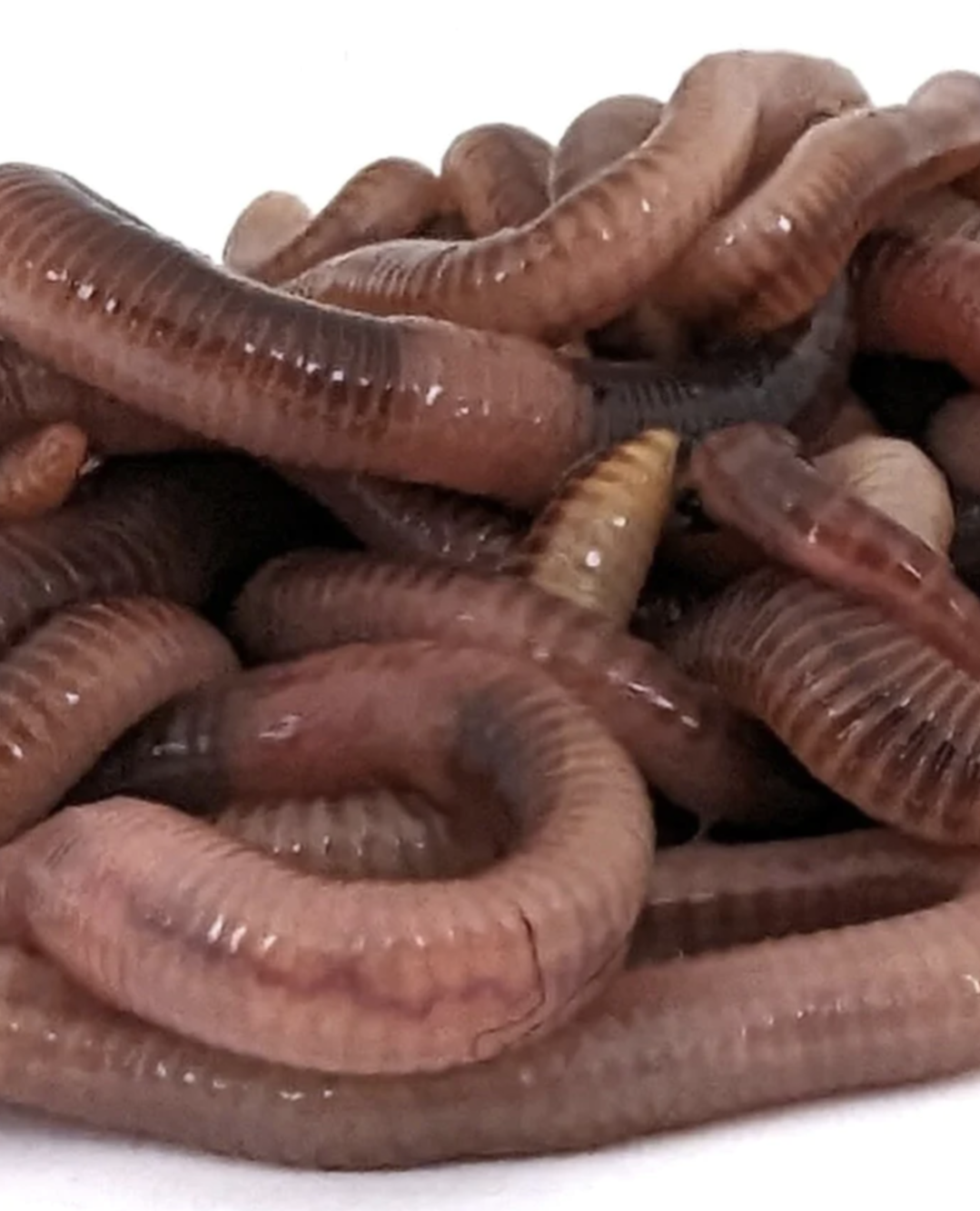 Dendrobaena Worms - www.nafni.com