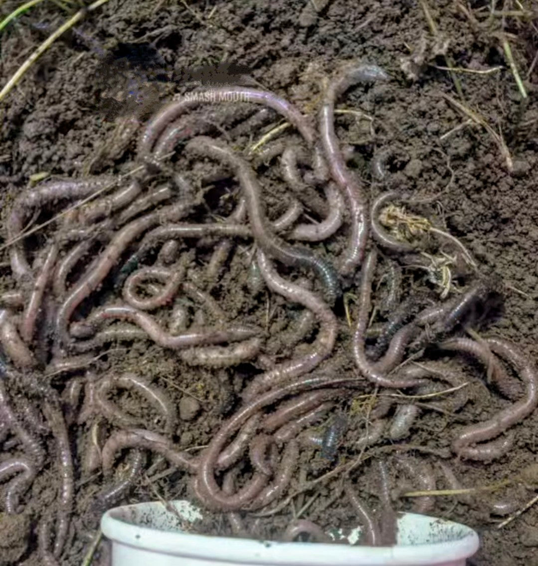 Blackhead Worms  northatlanticfishing.com