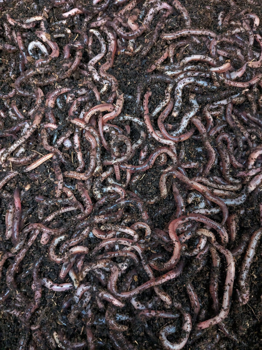 Worms - %www.nafni.com%