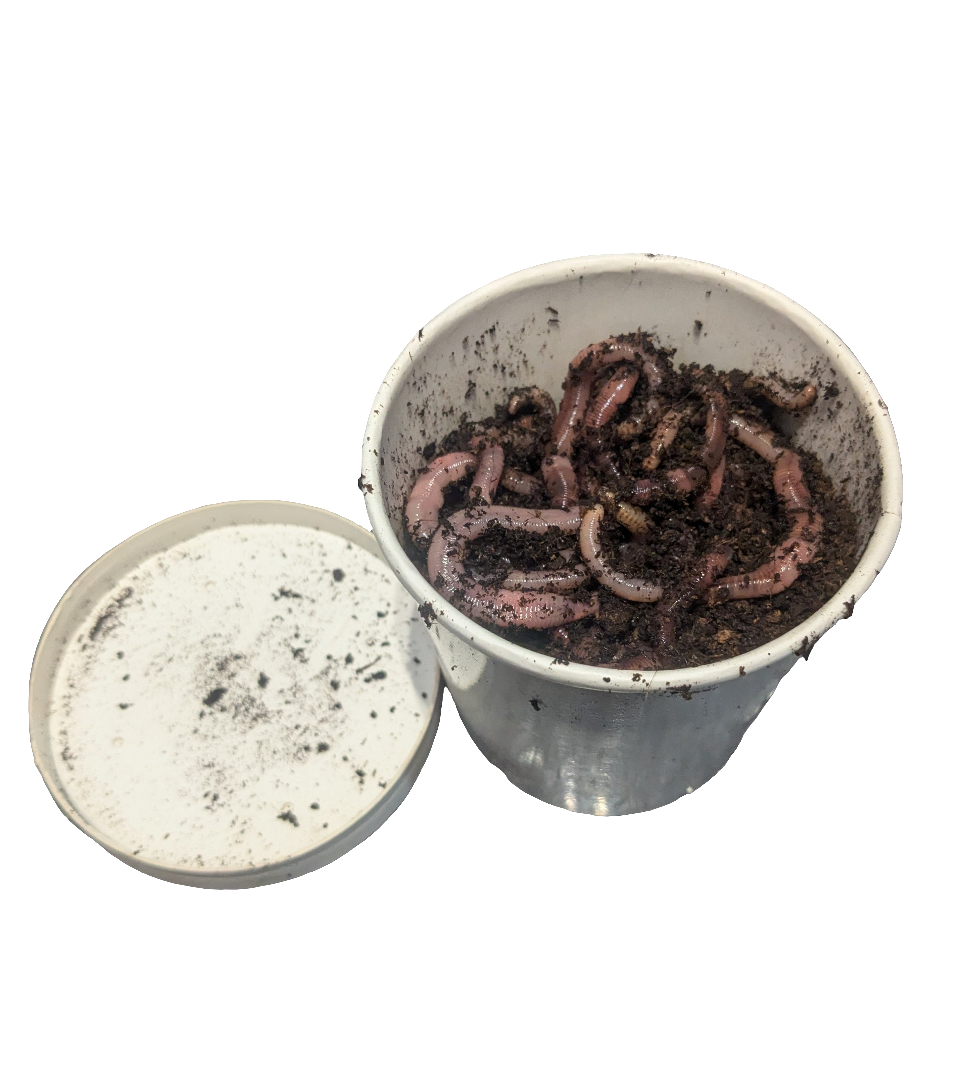 Large Dendrobena Worms - www.nafni.com